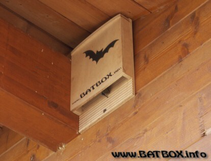 BATBOX.info - batbox colonizzata